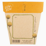 Sow 'n Sow Billy Buttons Gift of Seeds