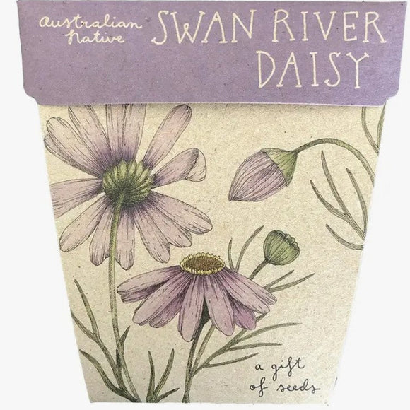 Sow n' Sow Swan River Daisy Gift of Seeds