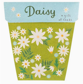 Sow n' Sow Daisy Gift of Seeds
