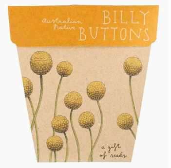 Sow 'n Sow Billy Buttons Gift of Seeds