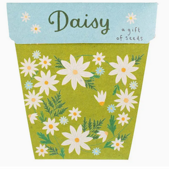 Sow 'n Sow Daisy Gift of Seeds
