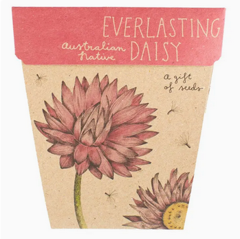 Sow 'n Sow Everlasting Daisy Gift of Seeds
