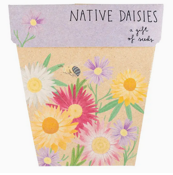 Sow 'n Sow Native Daisies Gift of Seeds