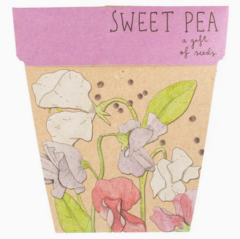 Sow 'n Sow Sweet Pea Gift of Seeds