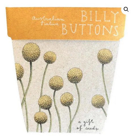 Sow n' Sow Billy Buttons Gift of Seeds