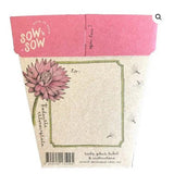 Sow n' Sow Everlasting Daisy Gift of Seeds