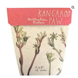 Sow n' Sow Kangaroo Paw Gift of Seeds