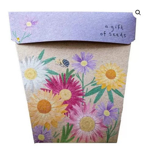 Sow n' Sow Native Daisies Gift of Seeds